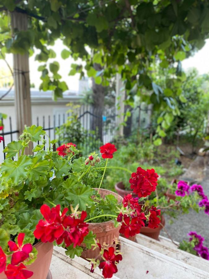 Apartments Mandarina Garden Petrovac Buitenkant foto